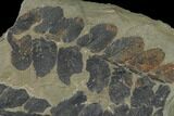 Pennsylvanian Fossil Fern (Neuropteris) Plate - Kentucky #136802-2